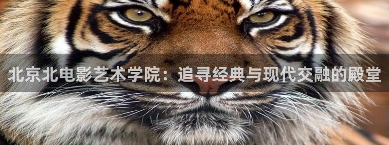 草莓的视频大全集：北京北电影艺术学院：追寻经典与现代交融的殿堂